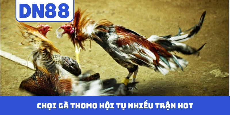 Chọi gà Thomo hội tụ nhiều trận hot