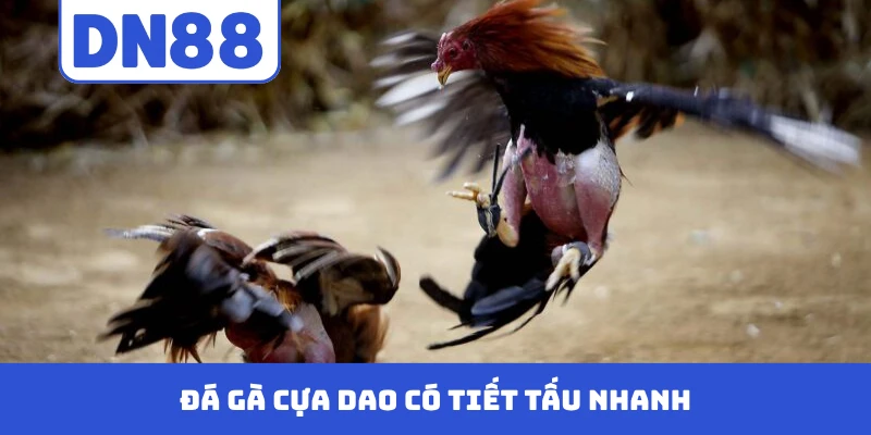 Đá gà cựa dao có tiết tấu nhanh