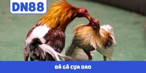 Đá Gà Cựa Dao