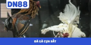 Đá Gà Cựa Sắt