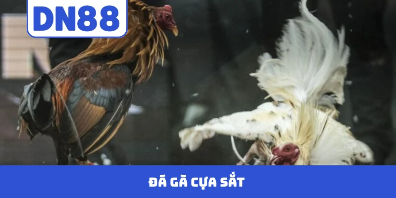 Đá Gà Cựa Sắt