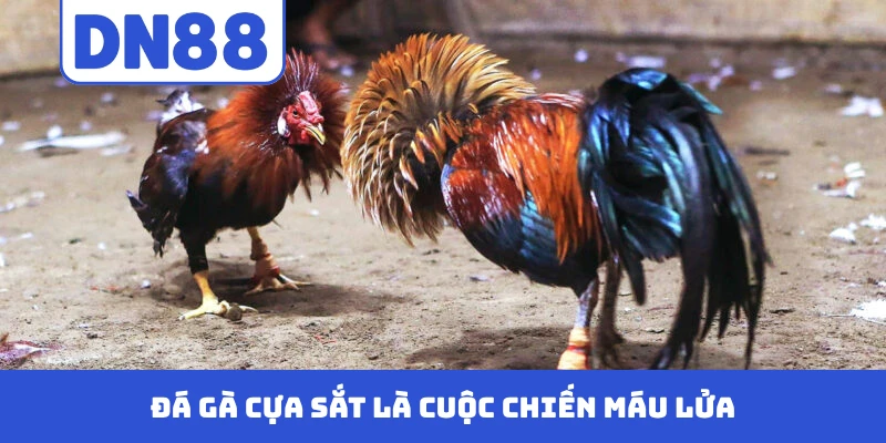 Đá gà cựa sắt là cuộc chiến máu lửa
