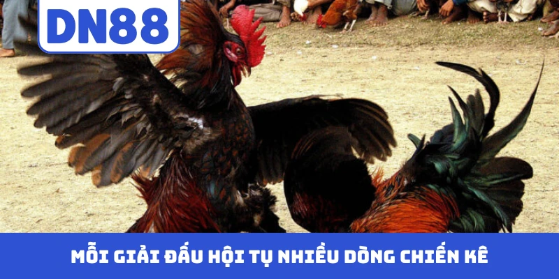 Mỗi giải đấu hội tụ nhiều dòng chiến kê