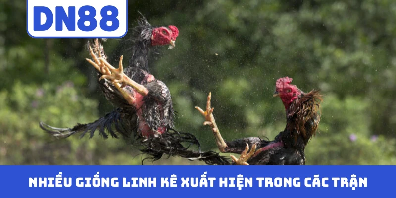 Nhiều giống linh kê xuất hiện trong các trận