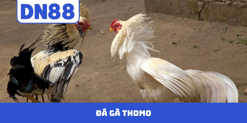 Đá Gà Thomo